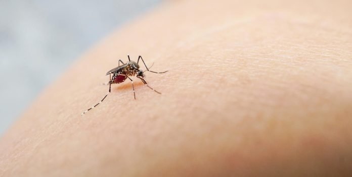 Por qué ahora es el momento clave para prevenir el dengue