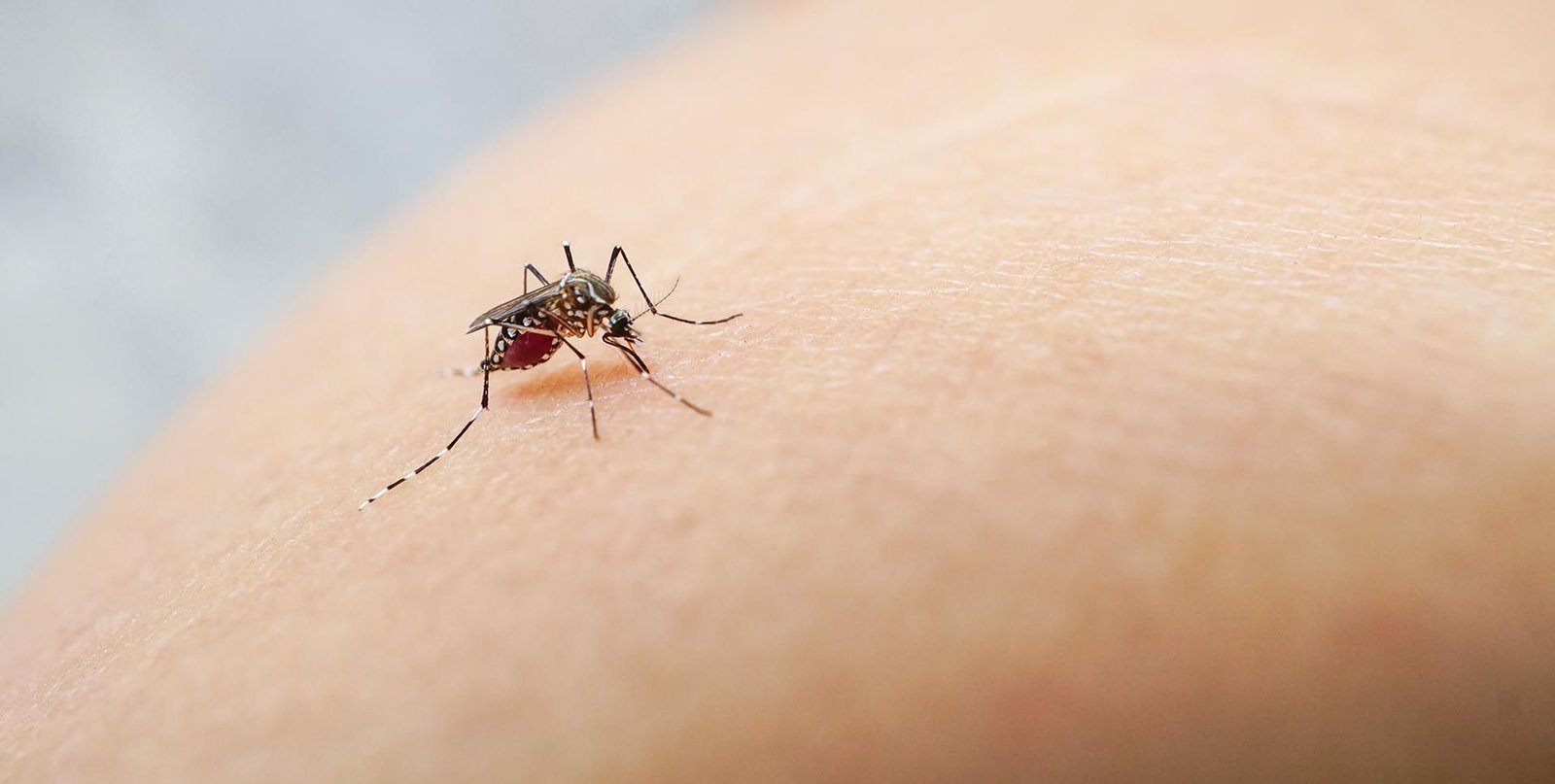 El mosquito hembra del género Aedes aegypti es el principal vector del virus del dengue. Se lo reconoce fácilmente por la presencia de manchas o lunares blancos en sus patas negras (Shutterstock)