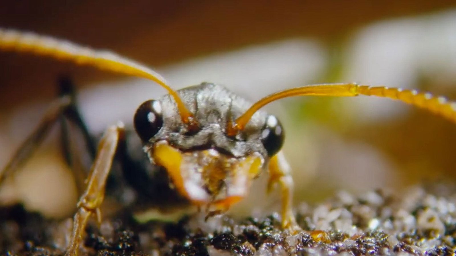 La historia del colombiano que trabajó en una producción de NatGeo hablando de abejas
