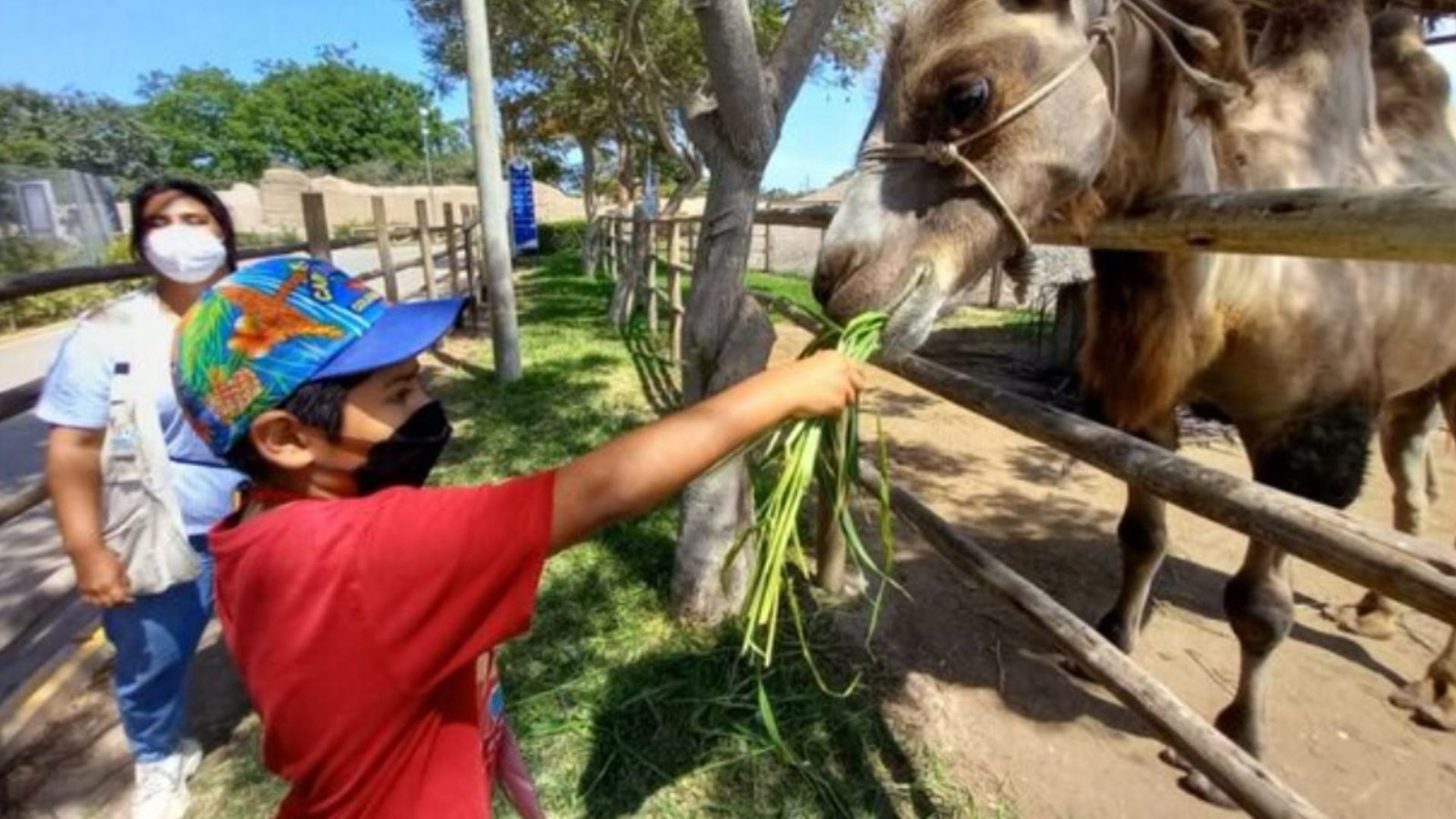 Parque de las leyendas tiene cursos para el verano