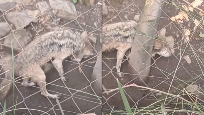 Denuncian al Zoológico de Chapultepec por presuntamente “dejar morir” a loba mexicana; Sedema aclara su condición