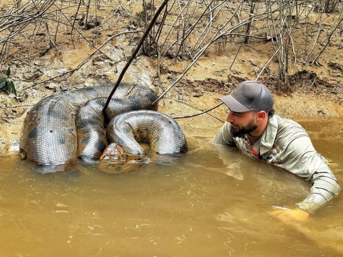 La emoción de un veterinario argentino al encontrarse por primera vez con una anaconda gigante en el Amazonas