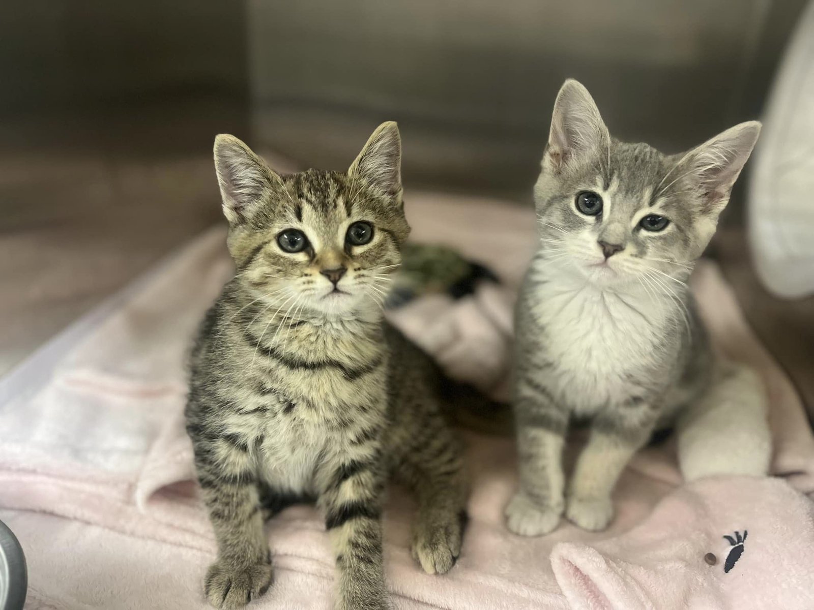 La historia de Sydney es una de las decenas que existen dentro del refugio animal. (Facebook/Cumberland County Animal Services)