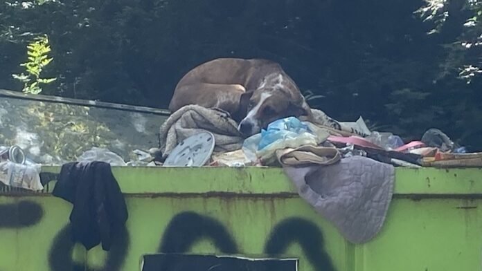 Sydney, la perra que encontró una segunda oportunidad tras ser arrojada a un contenedor como si fuera basura
