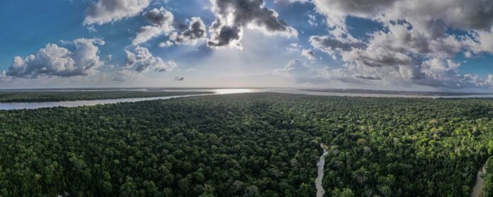 Productores de arroz advierten sobre posible escasez y culpan al Gobierno de Dina Boluarte por la crisis