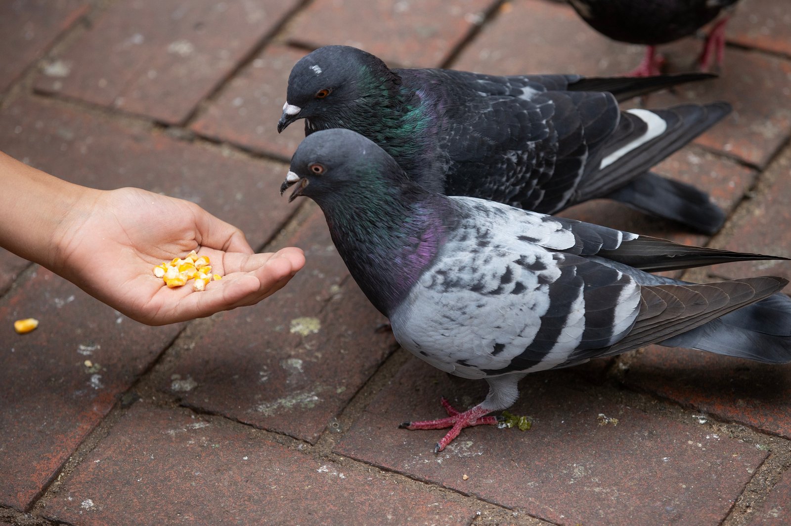 Fotografía de archivo una persona dando de comer a unas palomas. (EFE/Orlando Barría)