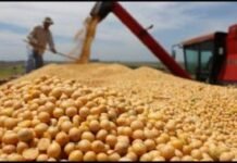 La soja sube a US$ 399, el valor más alto en 15 meses